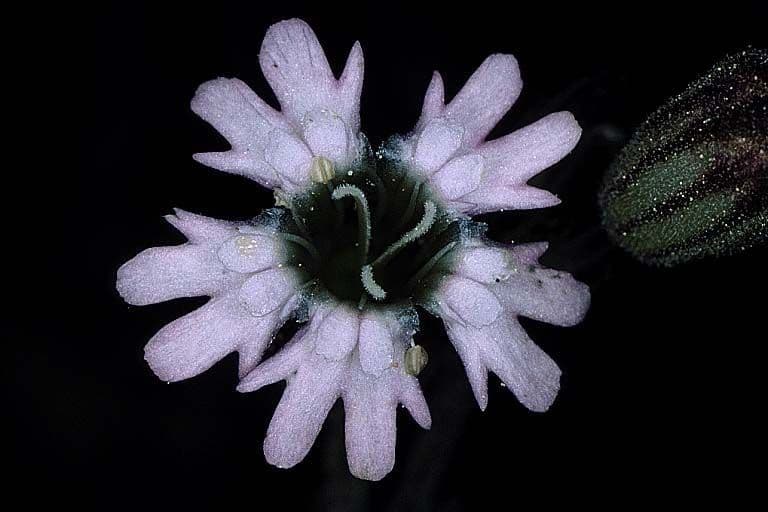 Campanula šedá