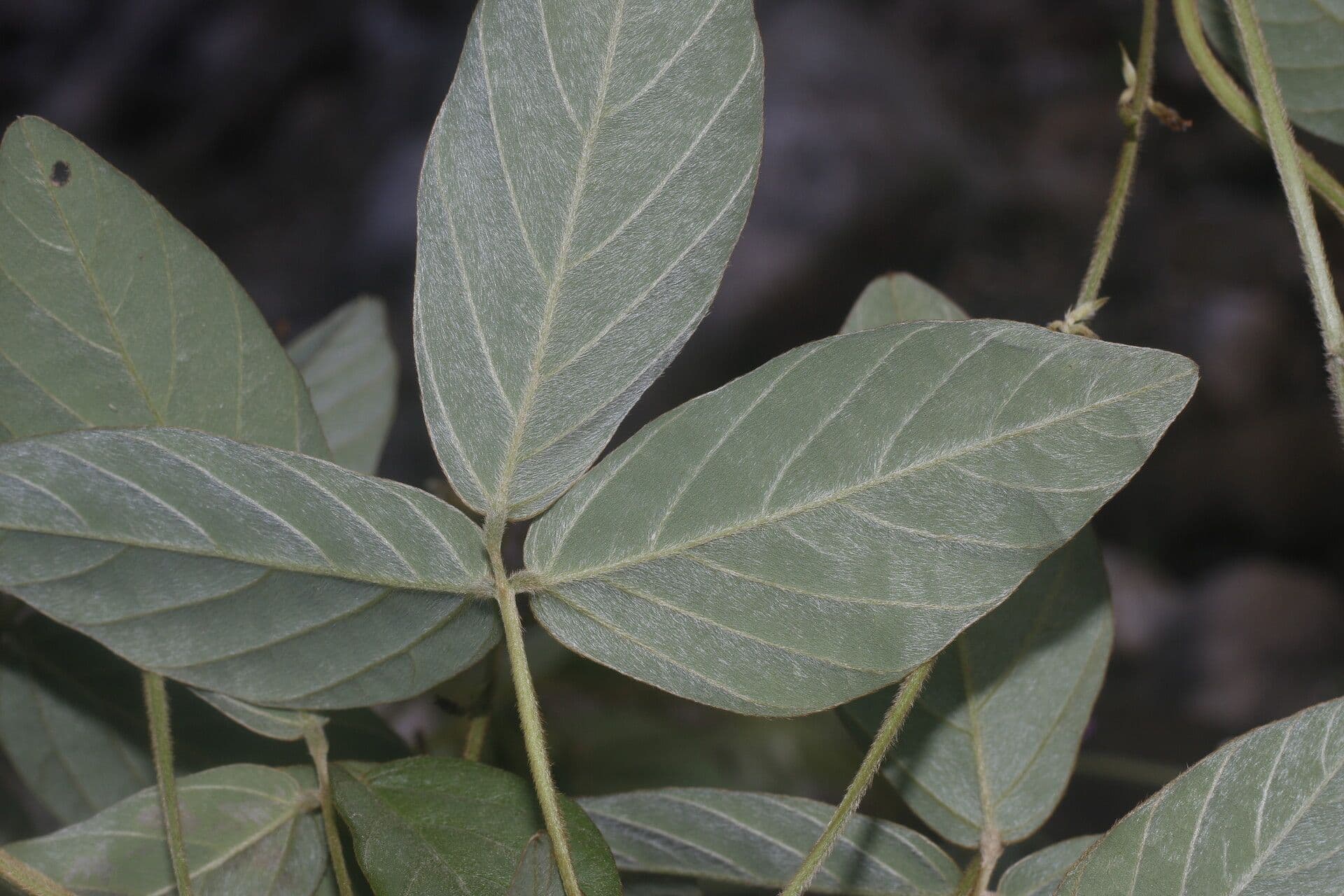 Teramnus uncinatus 10