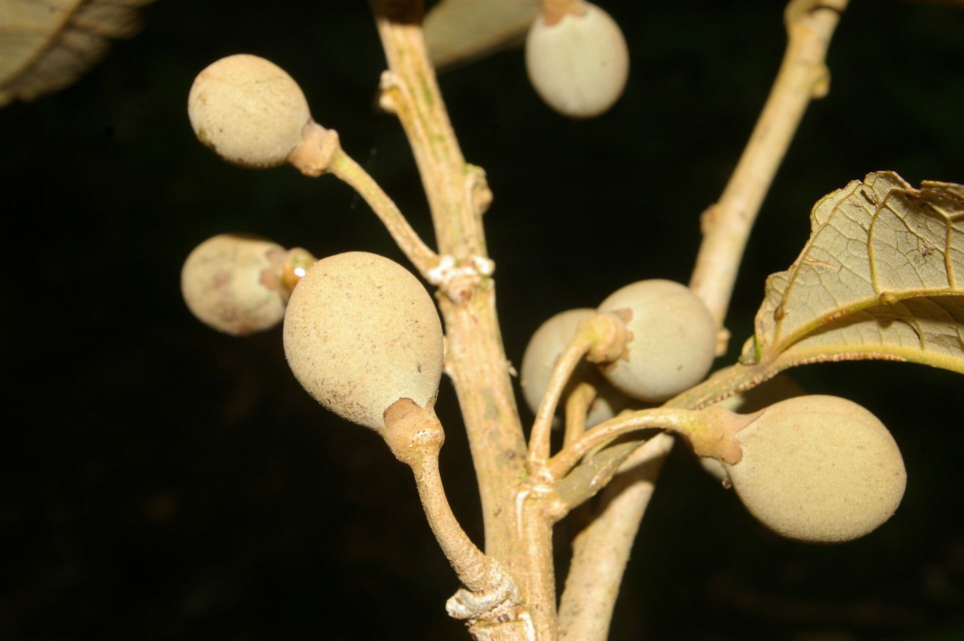 Hampea 2