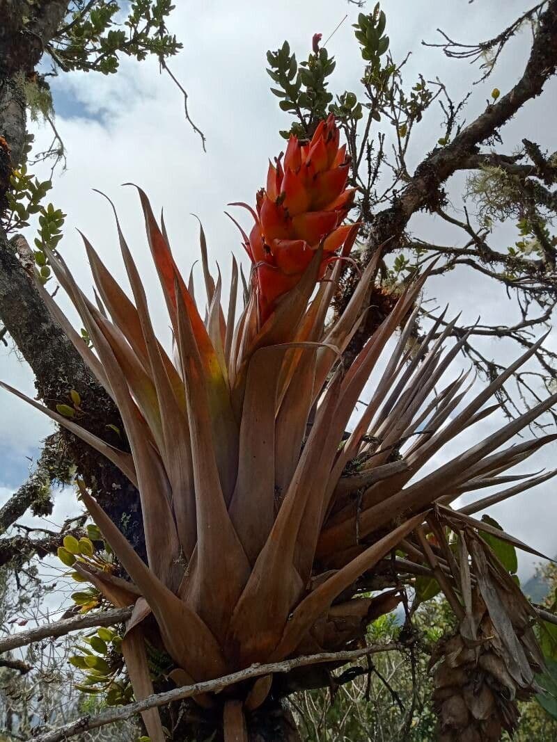 Tillandsia 3