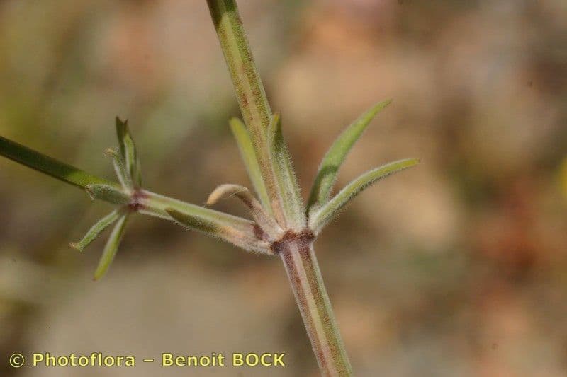 Asperula hirsuta 17