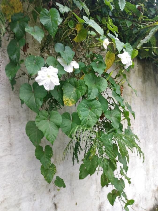 Prunkwinde 14