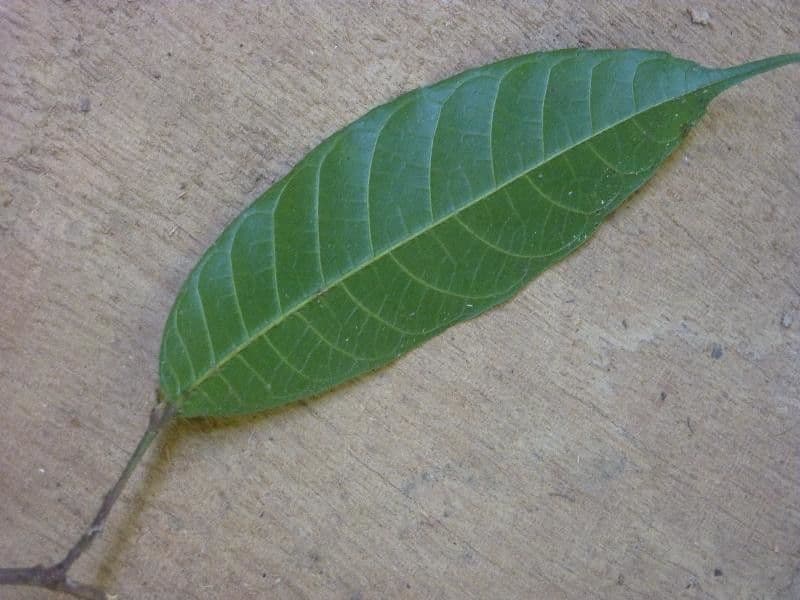 Pseudolmedia