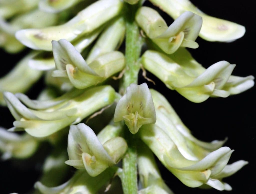 Astragalo canadese 2