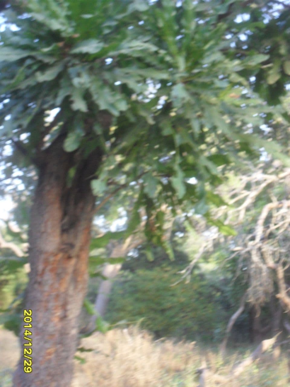 Lophira