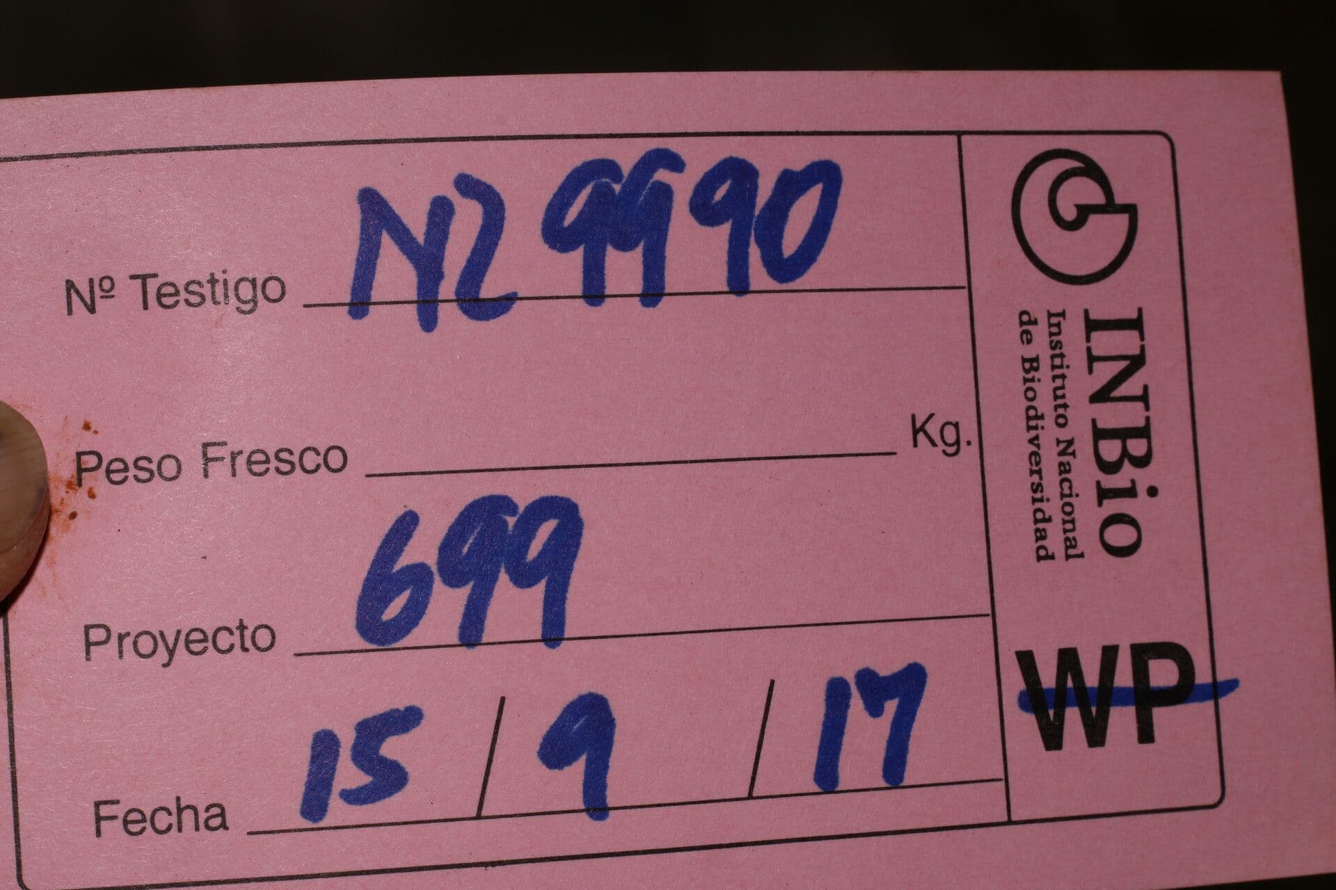 Mimóza 13