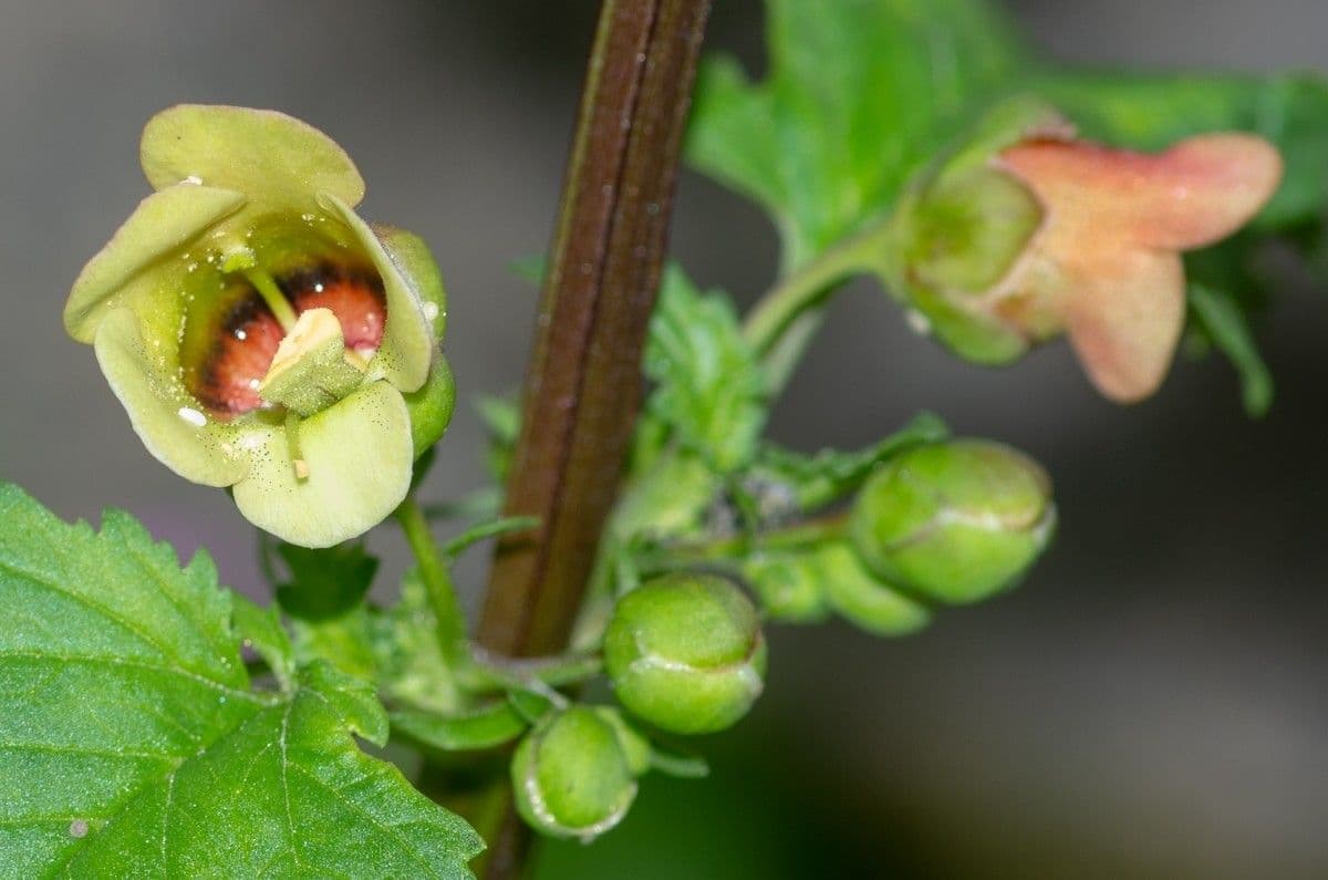 Scrophularia 2