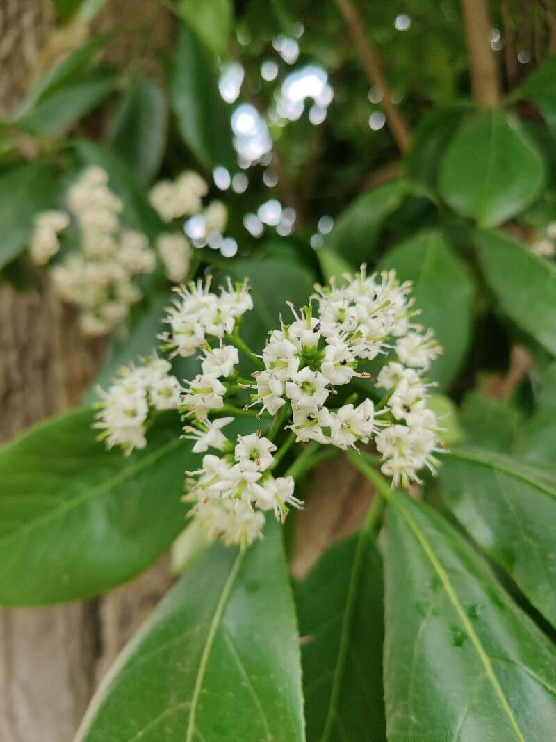 Ehretia 3