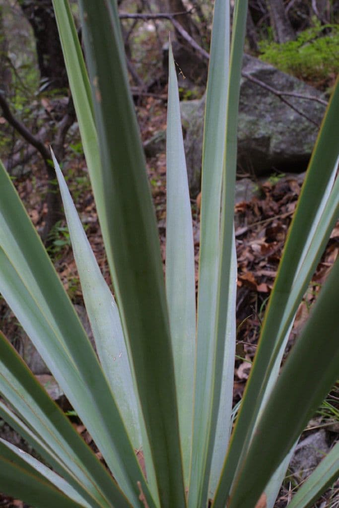 Yucca madrensis 10