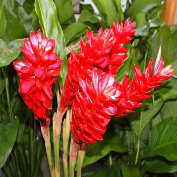 Zázvor purpurový 6