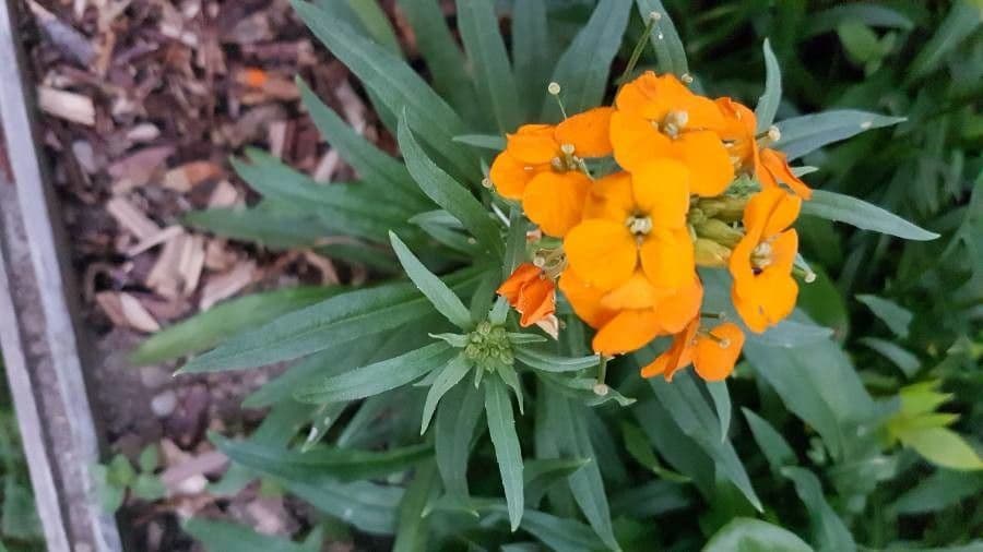 Erysimum 5