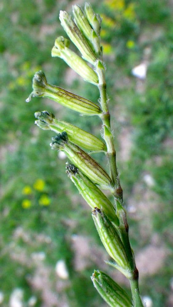 Mediterranean catchfly 28