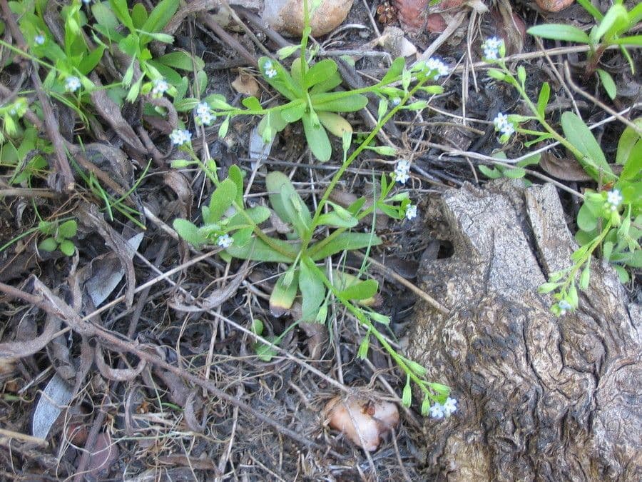 Miosotide siciliana 10