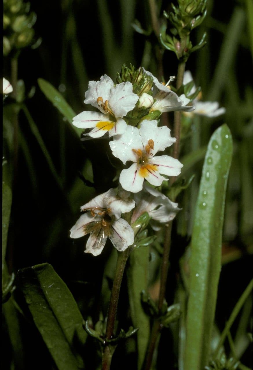 Eyebright