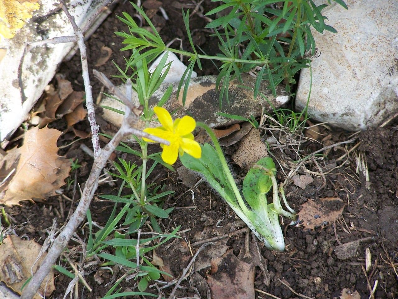 Ranuncolo autunnale 9