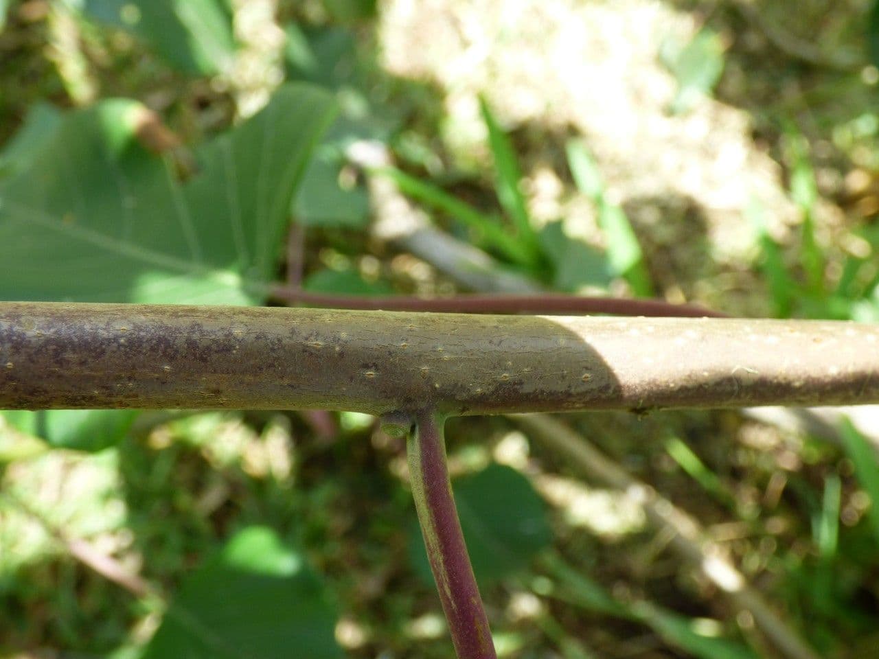 Ipomea carnosa 21