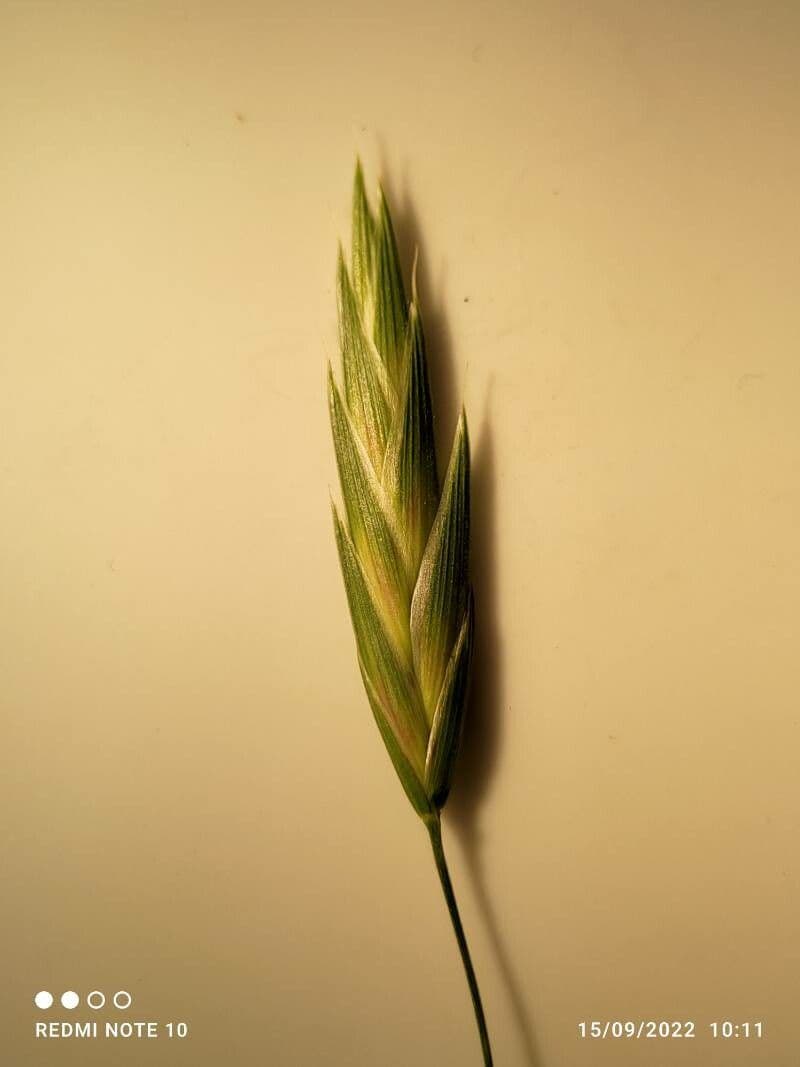 Cebadilla 8