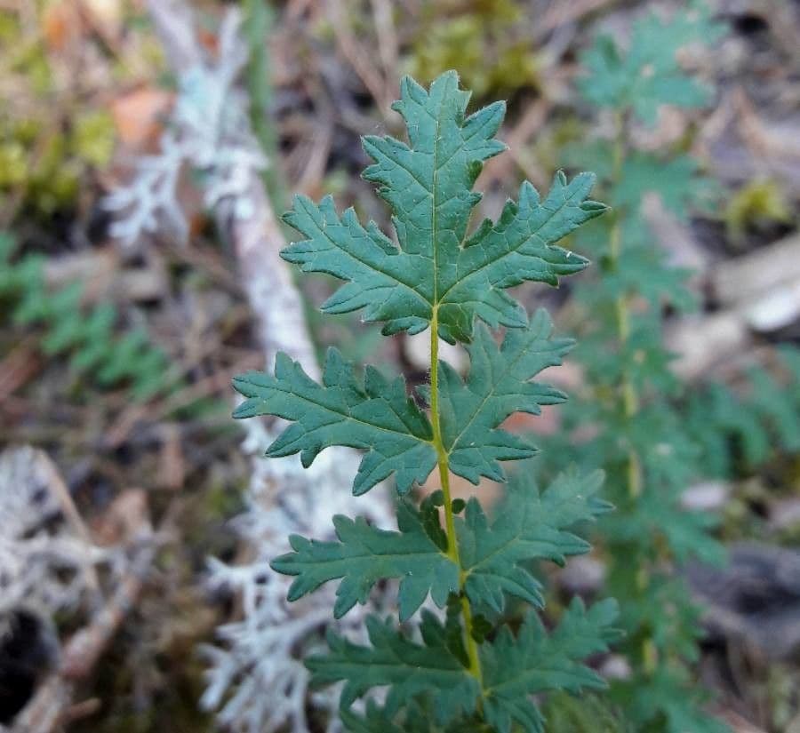 Filipendula comune 20