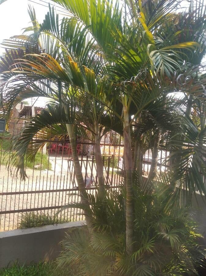 Areca dorée 12