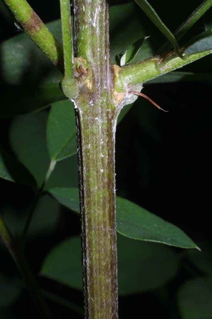 Lespedeza bicolore 23