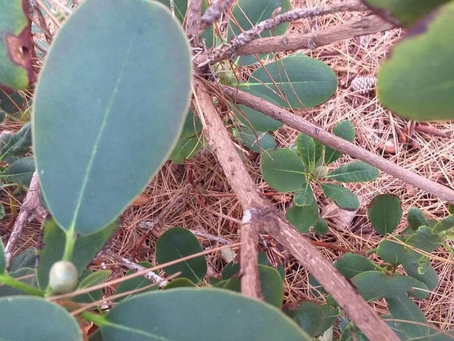 Rhododendron 17