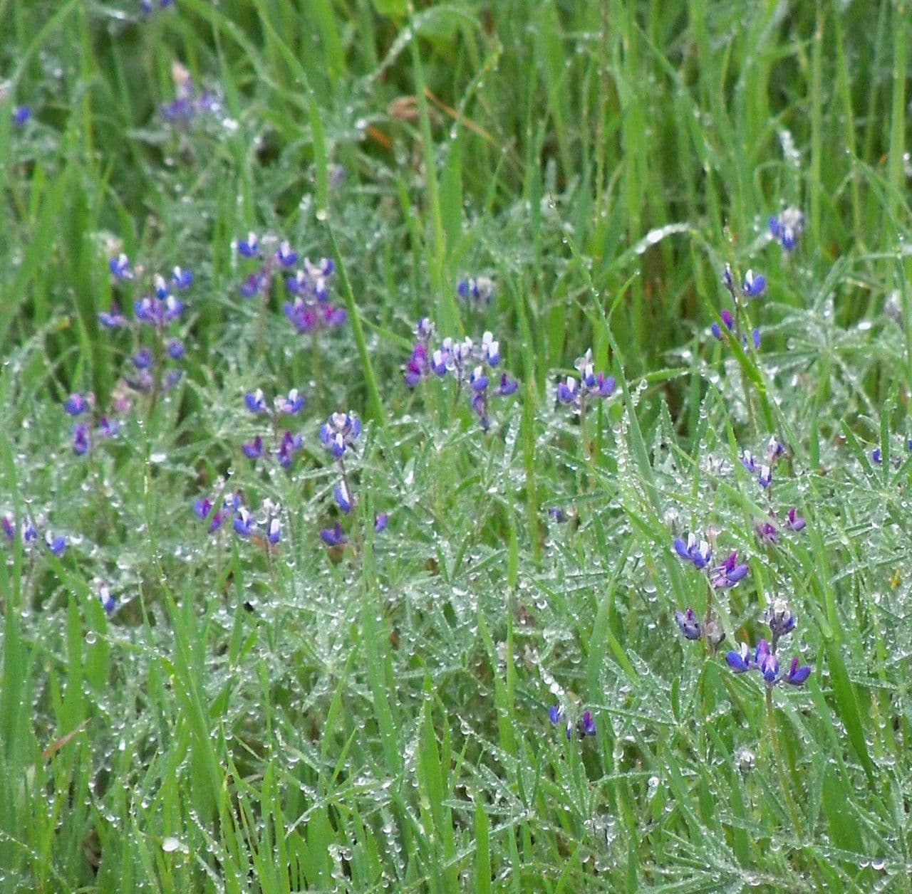 Lupinella bicolore 15