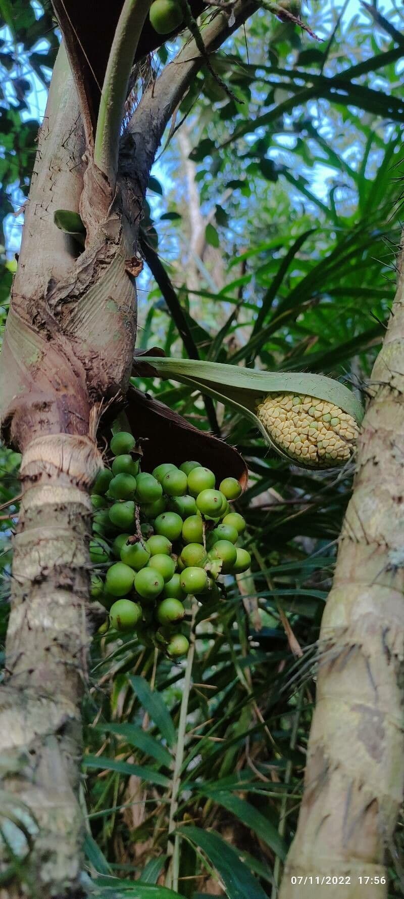 Bactris 2