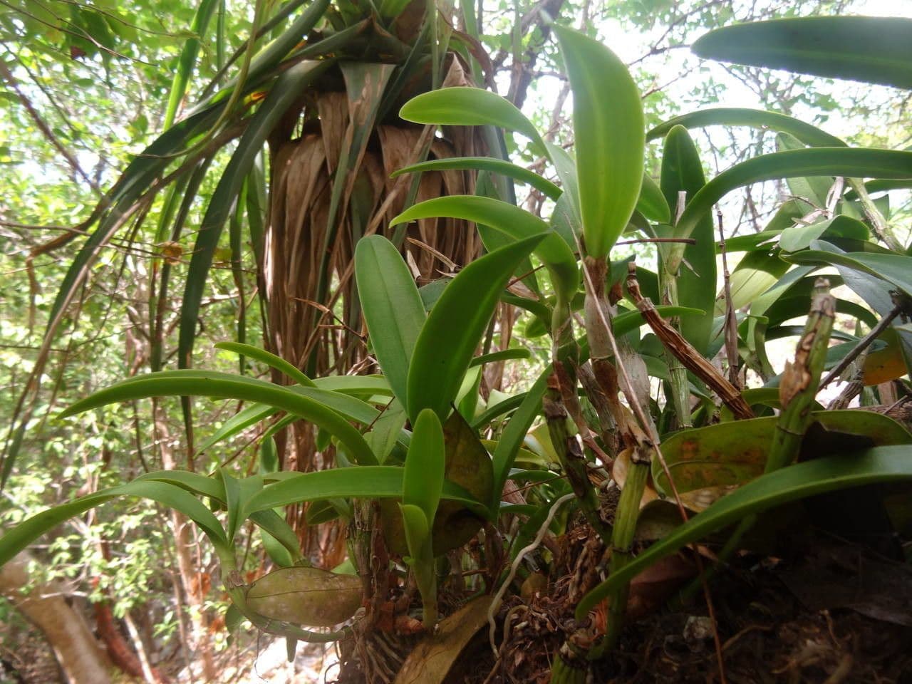 Epidendrum ciliato 9