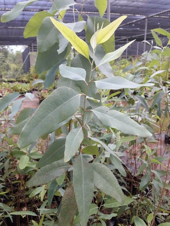Eukalyptus citronový