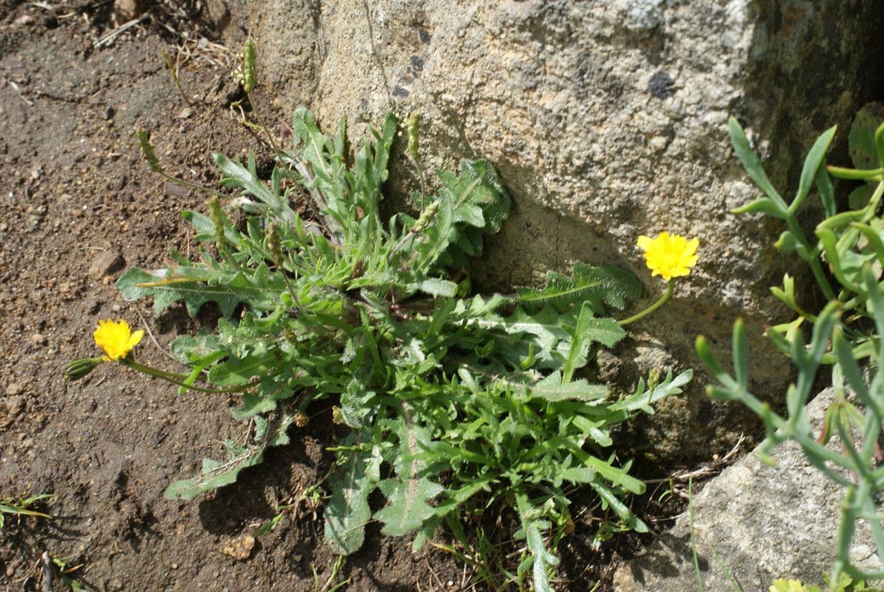 Felsen-Löwenzahn 7