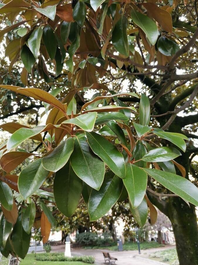 Magnolia grandiflora 19