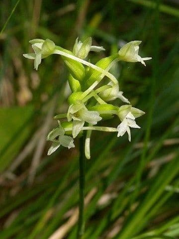 Platanthera clavellata 4