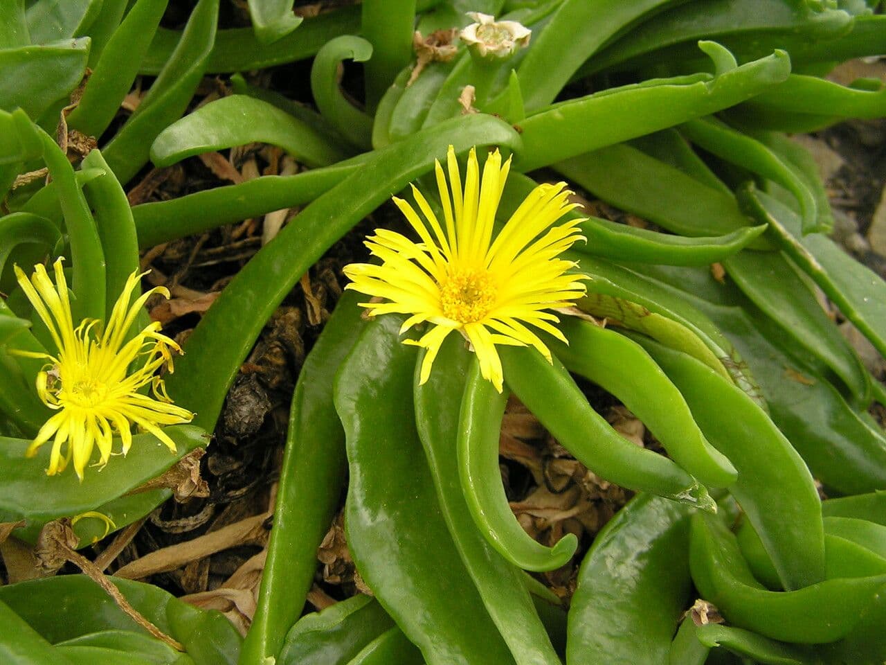 Glottiphyllum 8