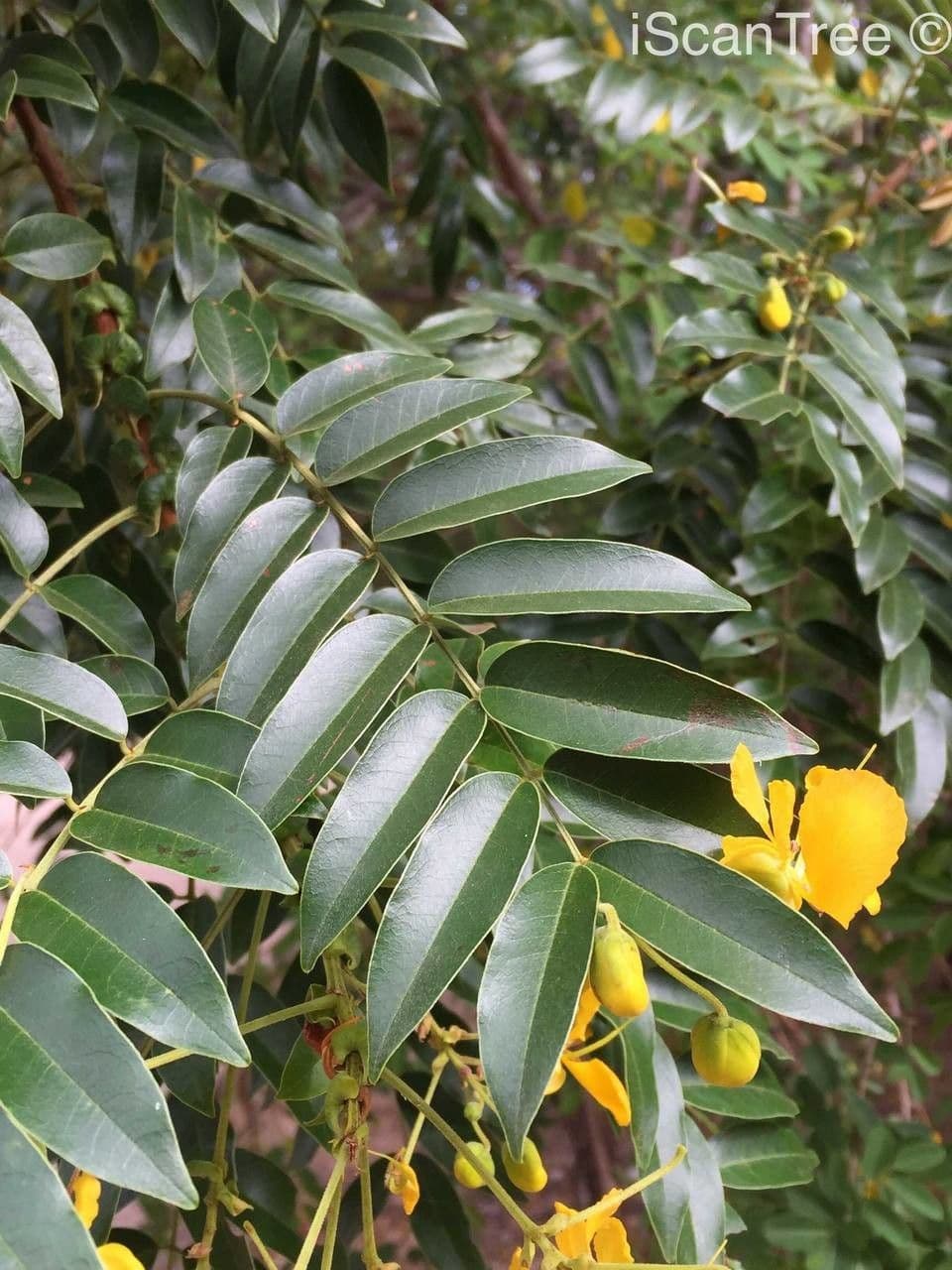 Kurzfrüchtige Cassia 19