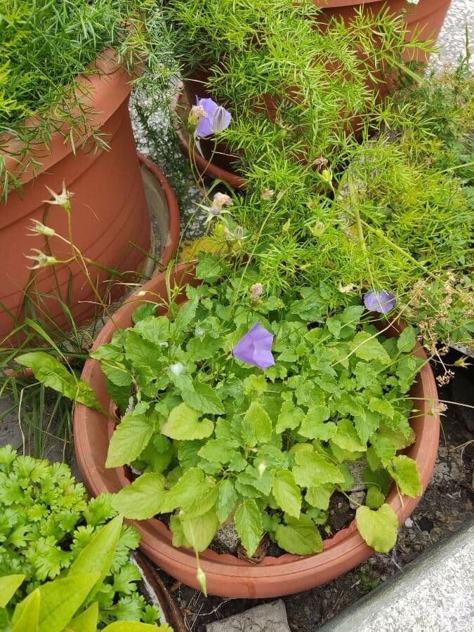 Campanula dei Carpazi 12