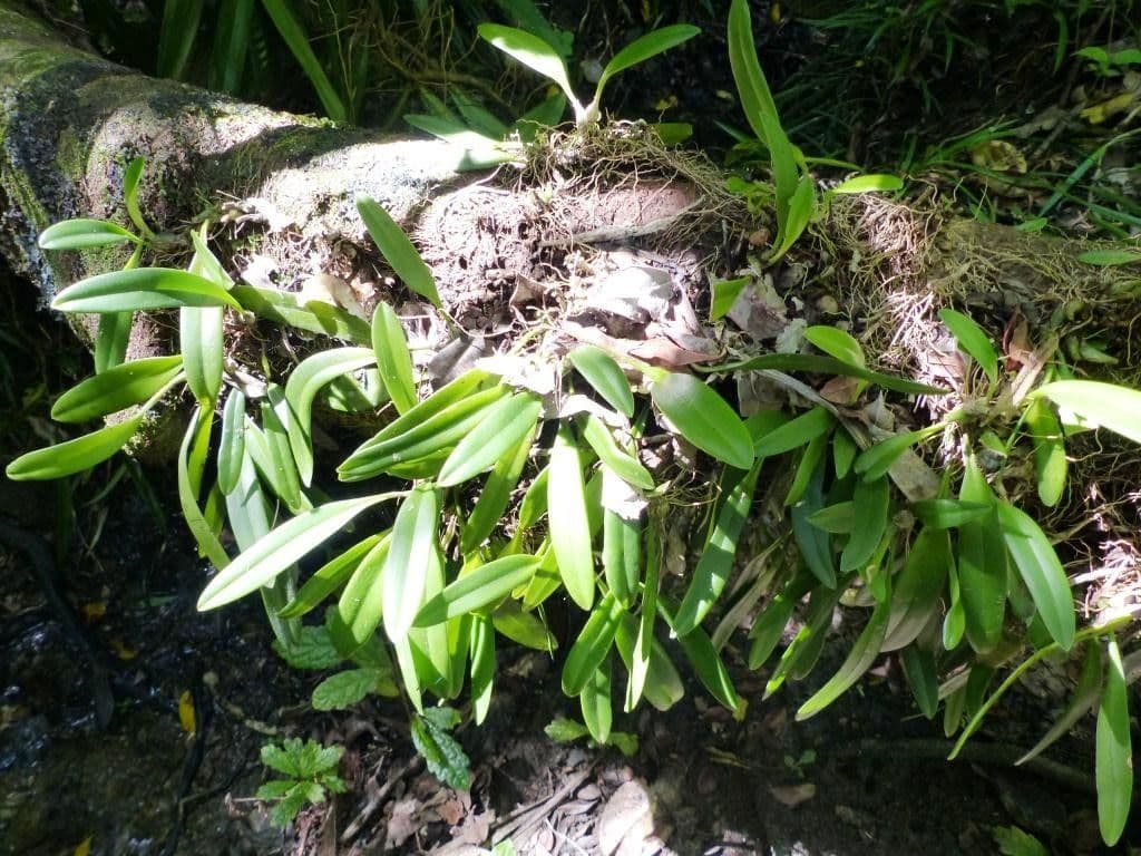 Bulbophyllum 7