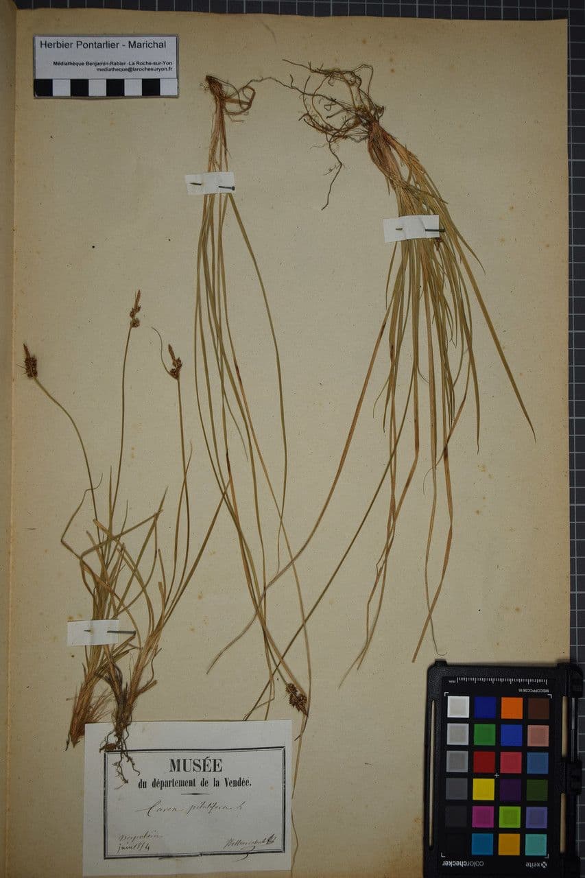 Carice pilulifera 24
