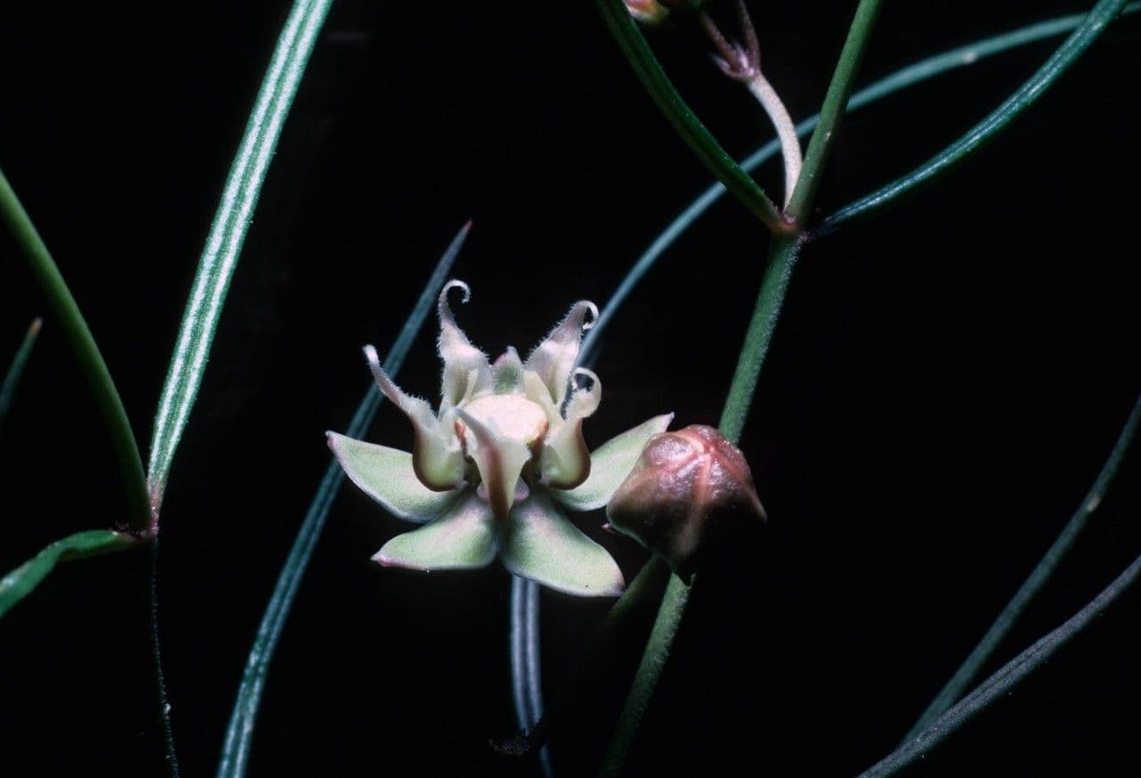 Asclepias 3