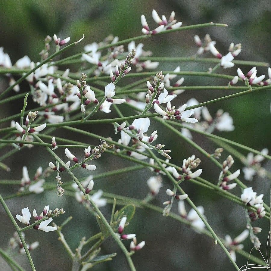 Rhamnus 14