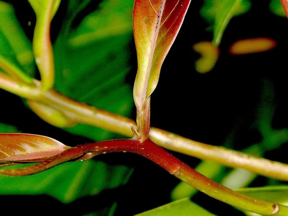 Ocotea insulare 15