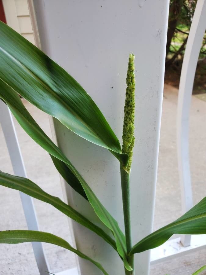 Hymenachne amplexicaulis 10
