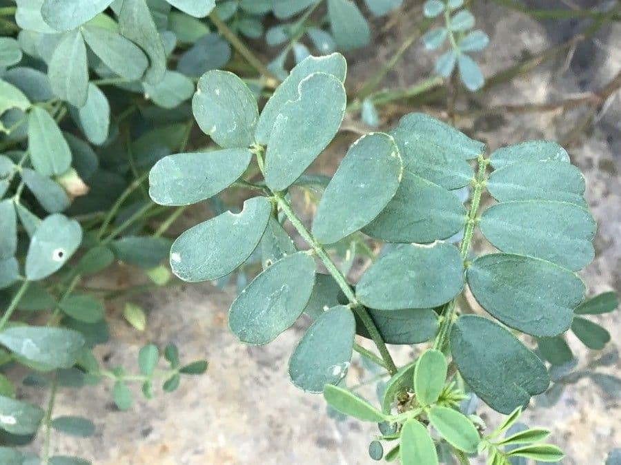 Ipocrepidi 13