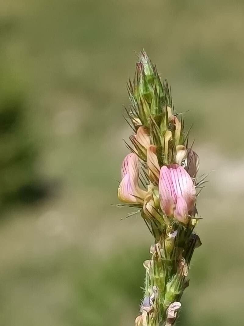 Onobrychis supina