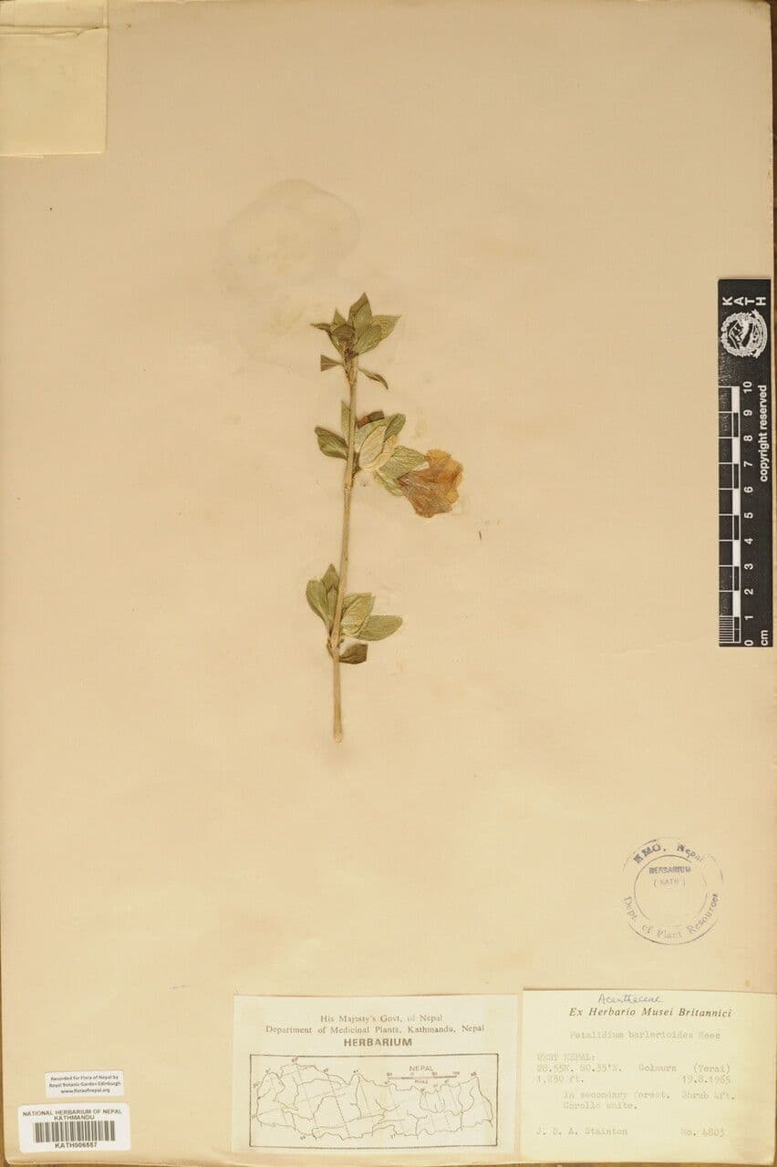 Petalidium 5