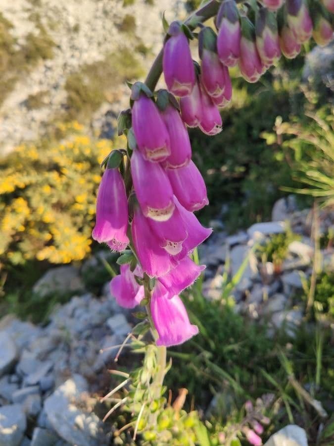 Náprstník červený 23