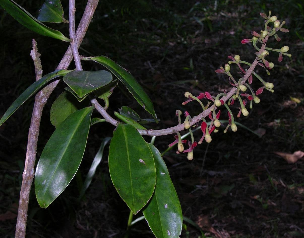 Souroubea 18