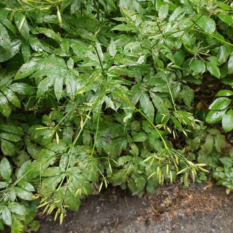 Cerfoglio aromatico 3