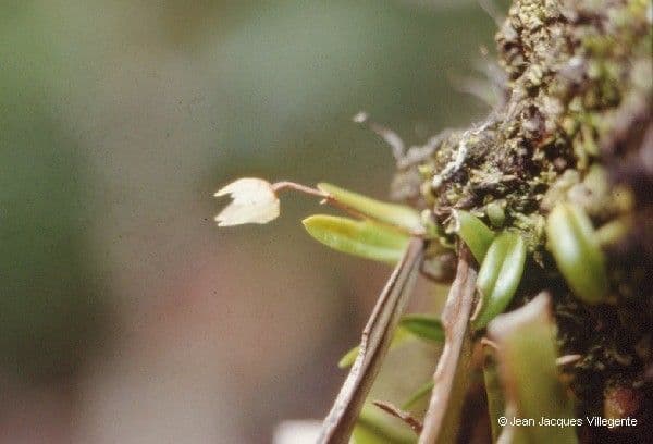 Bulbophyllum 5