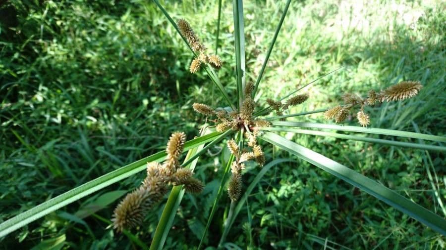 Zigolo ligulato 8