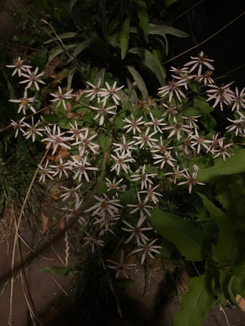 Aster divariqué 4